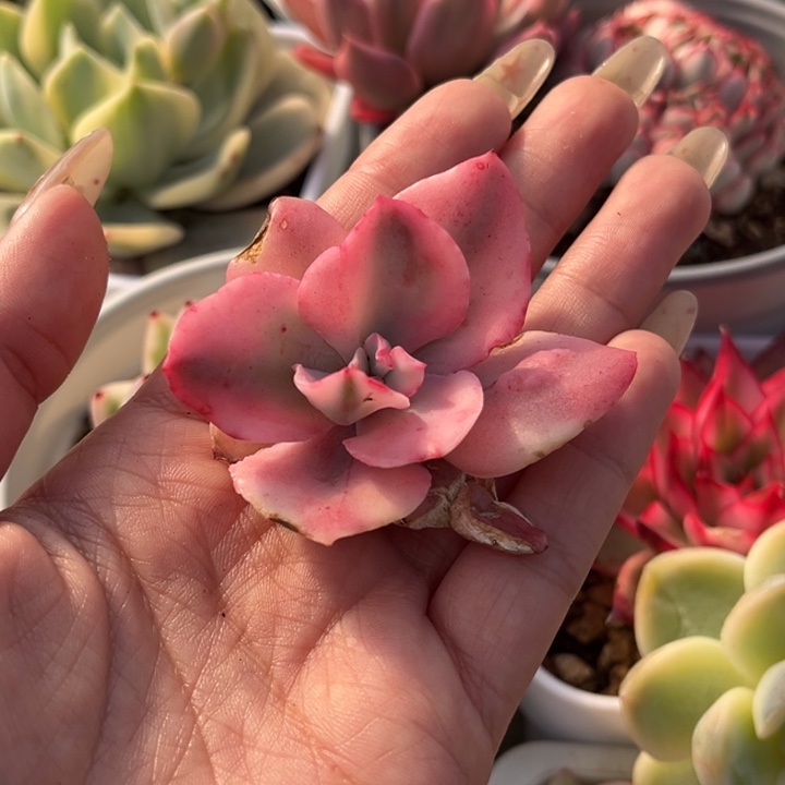 雨滴锦头盖一颗价格