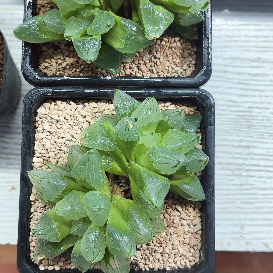 两颗母本冰城寿多肉植物