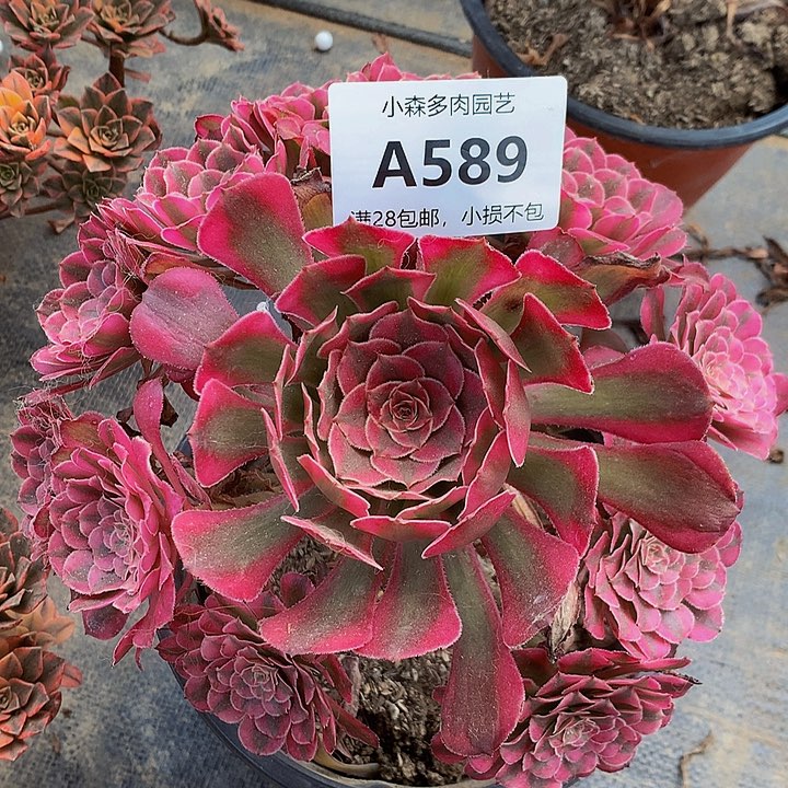 有**翔589红彤不包生死