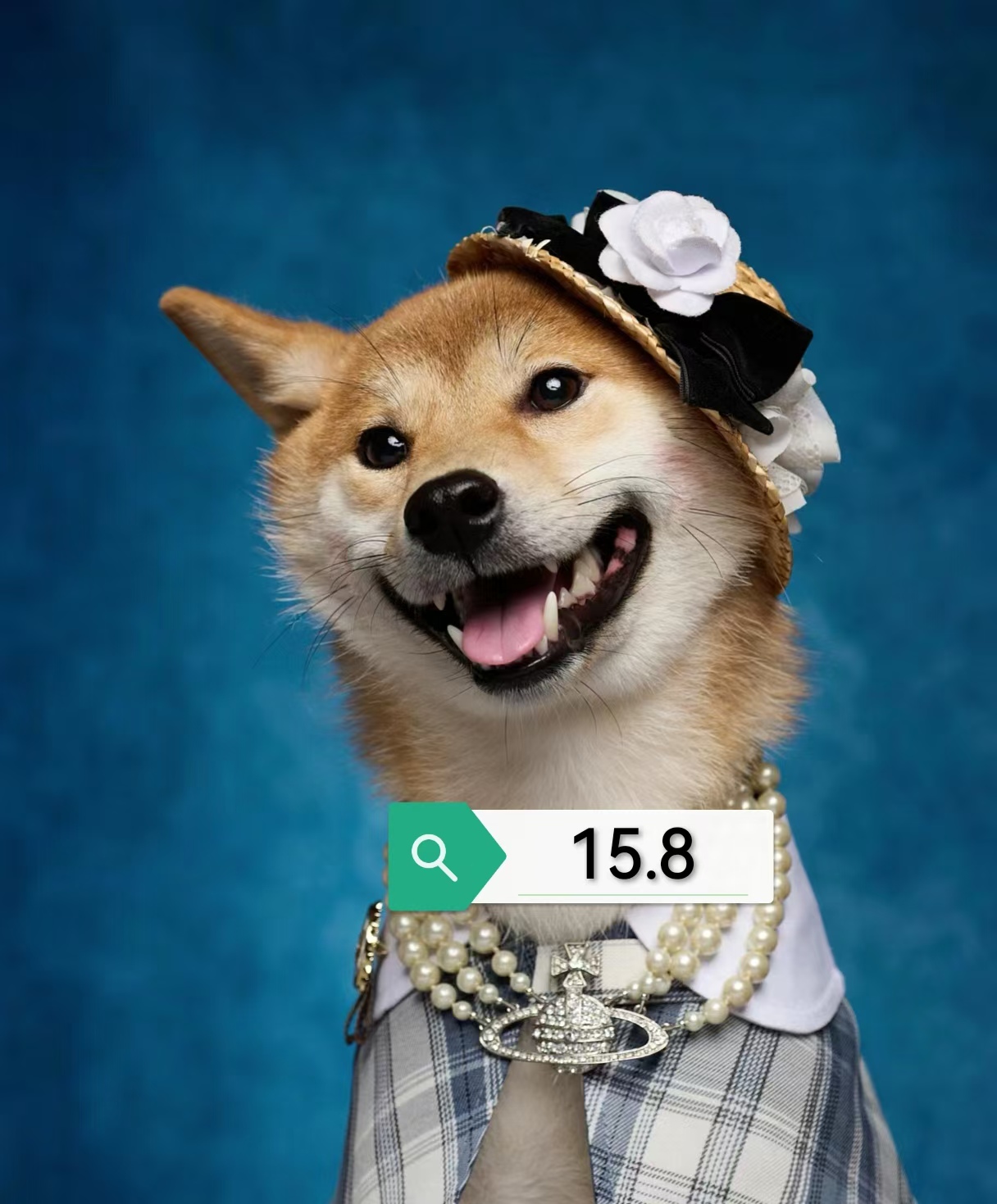 宠物衣服直播间孤品清仓过款拍