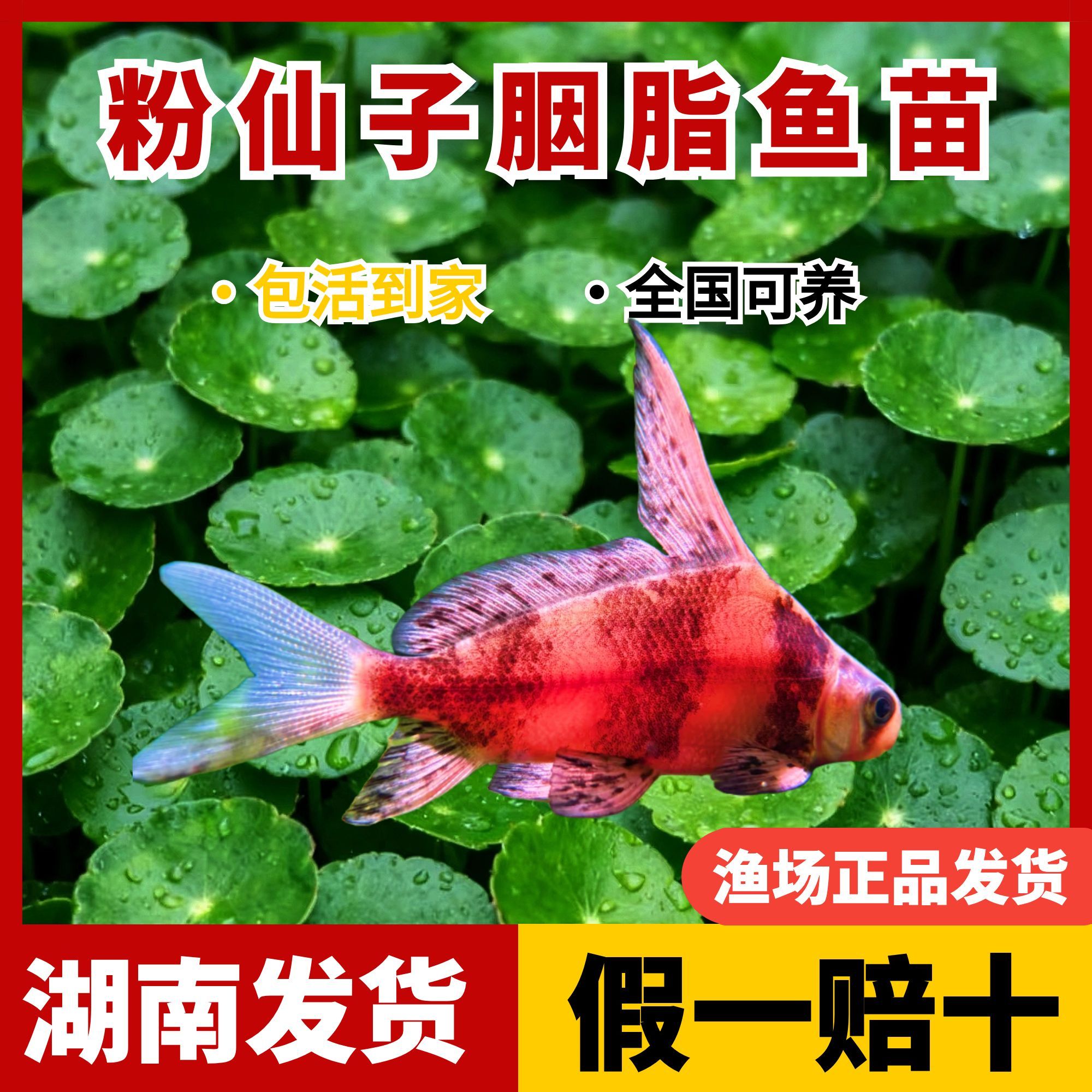 一帆风顺鱼胭脂鱼淡水冷水鱼缸鱼塘