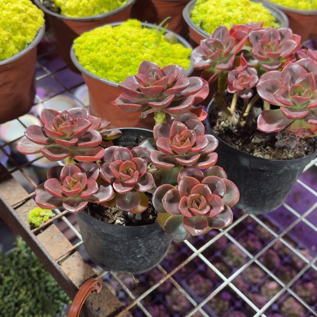 巧克力方砖多肉整群11㎝盆