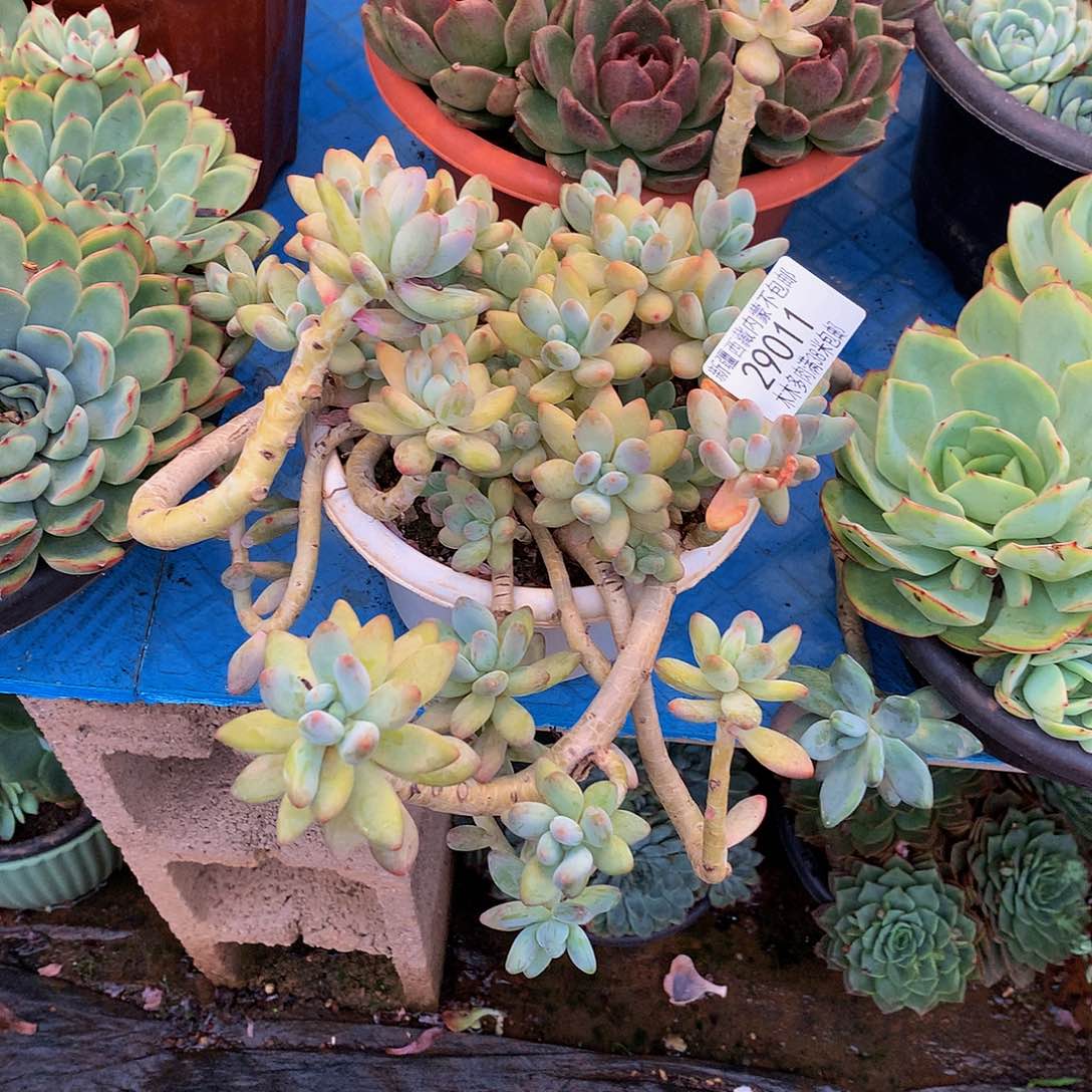 闭**鱼    苹果奶29011