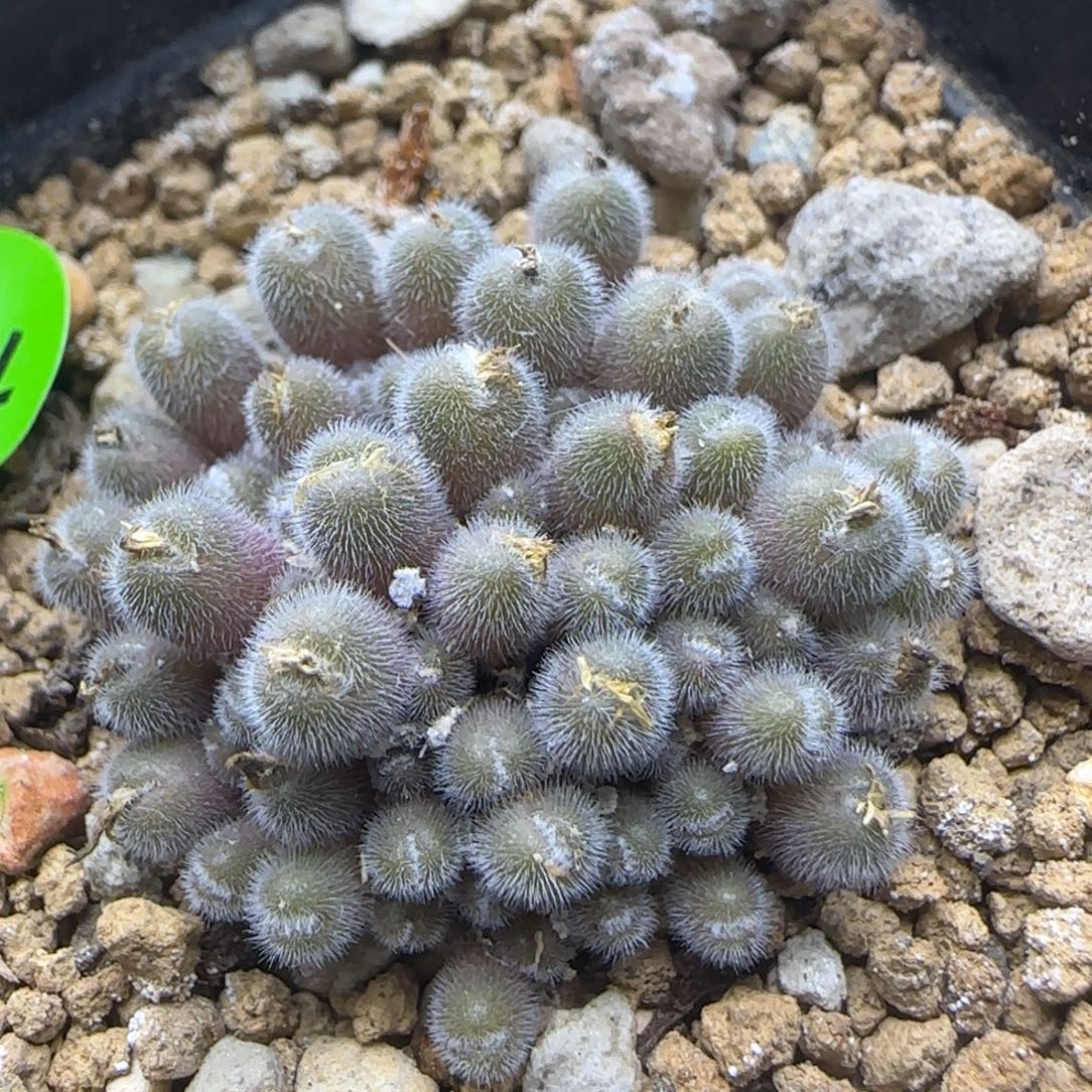 小毛球群多肉植物178