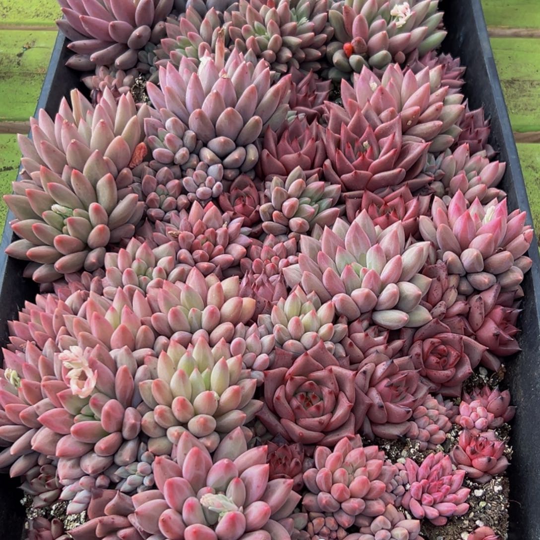 肥***猫283多肉葡萄领导人的接见