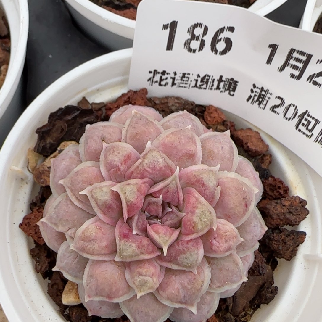 花语逸镜0128-186