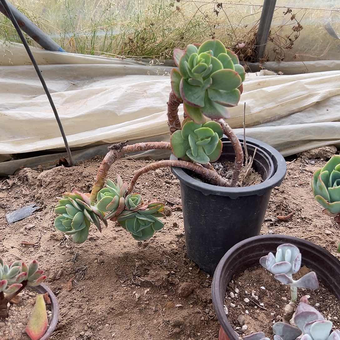 多肉植物鸡蛋碧桃