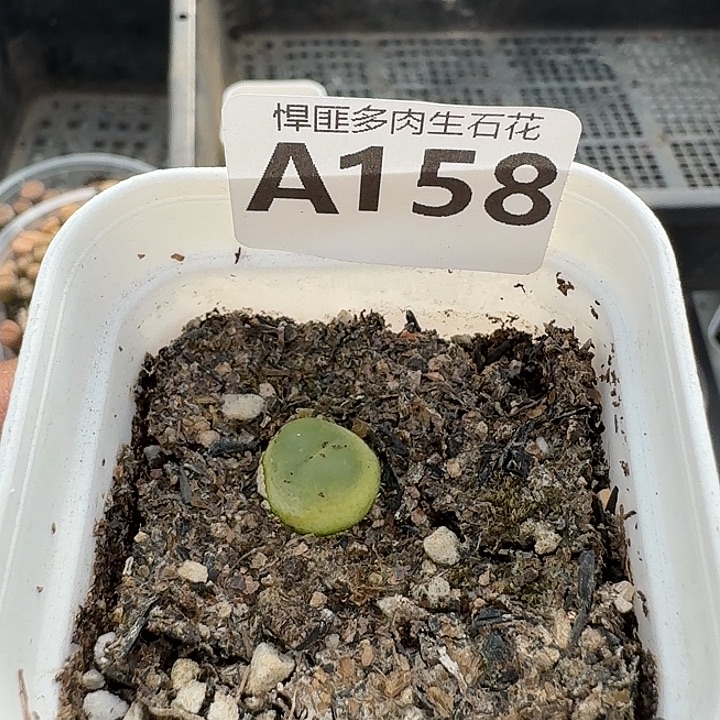 158多肉植物多肉植物