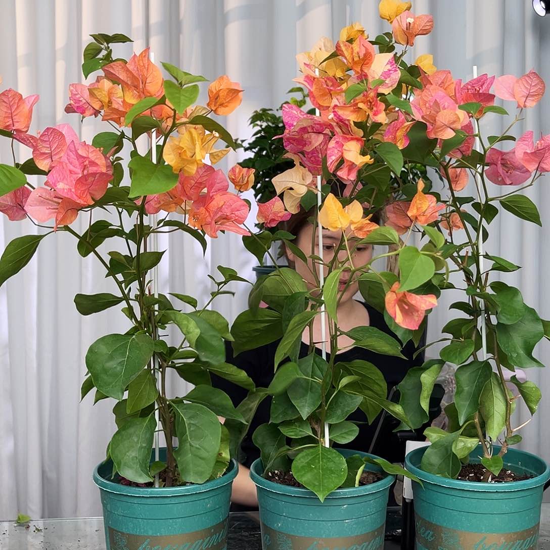 当前无花栽培后可以开花阿达娜带竹一颗