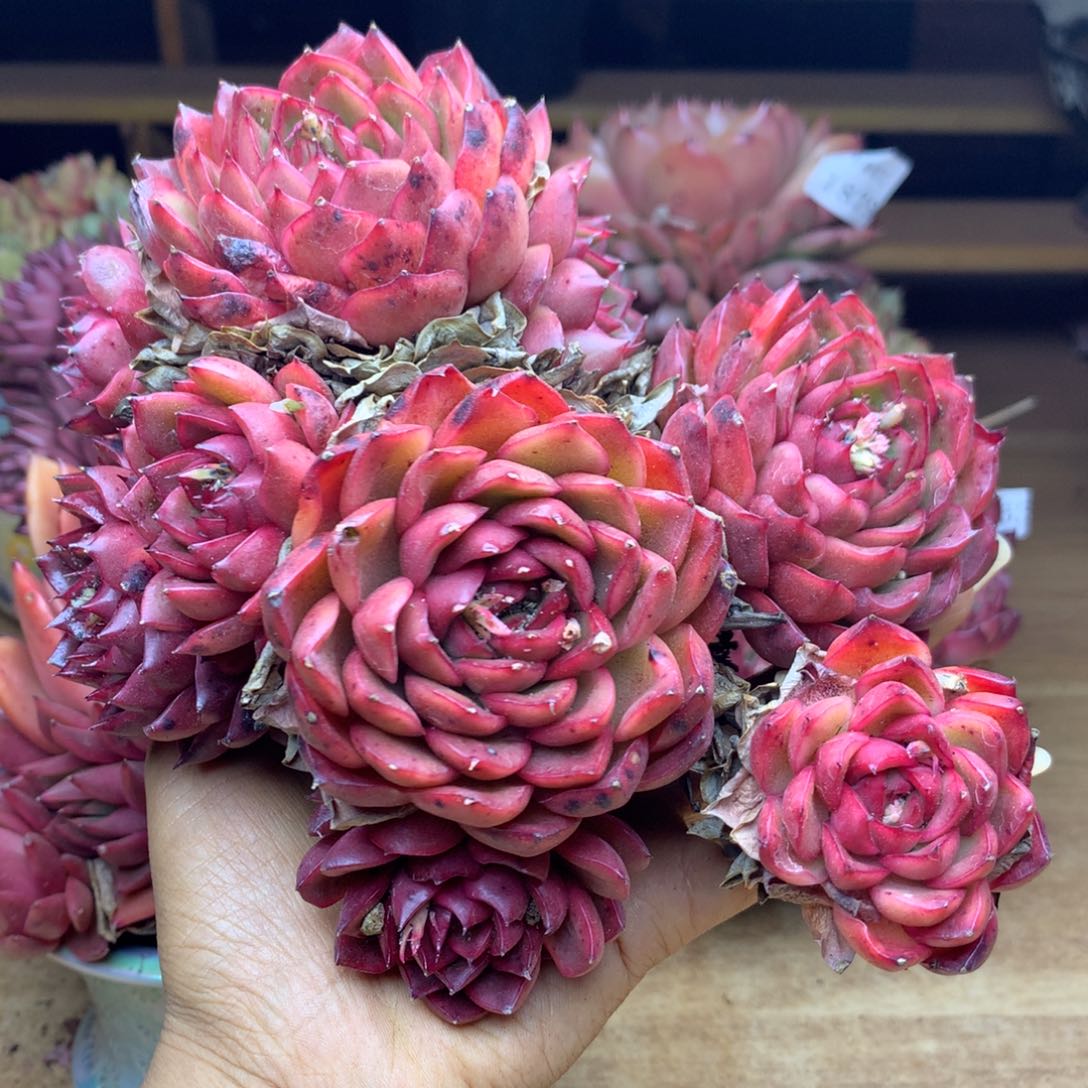 1886杂交精品基地17冠