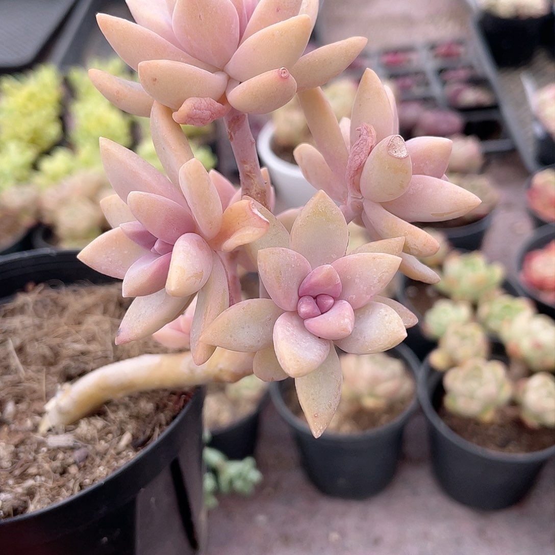 0322  幽灵公主  六月六