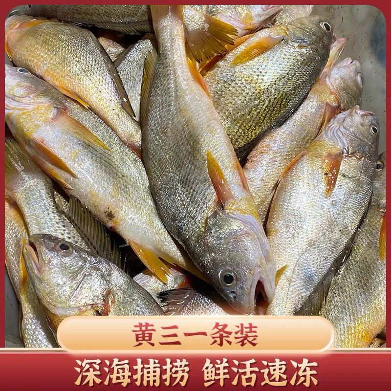 （斌哥）黄茹新鲜速冻黄茹鱼深海天然肉质鲜美顺丰冷链发货