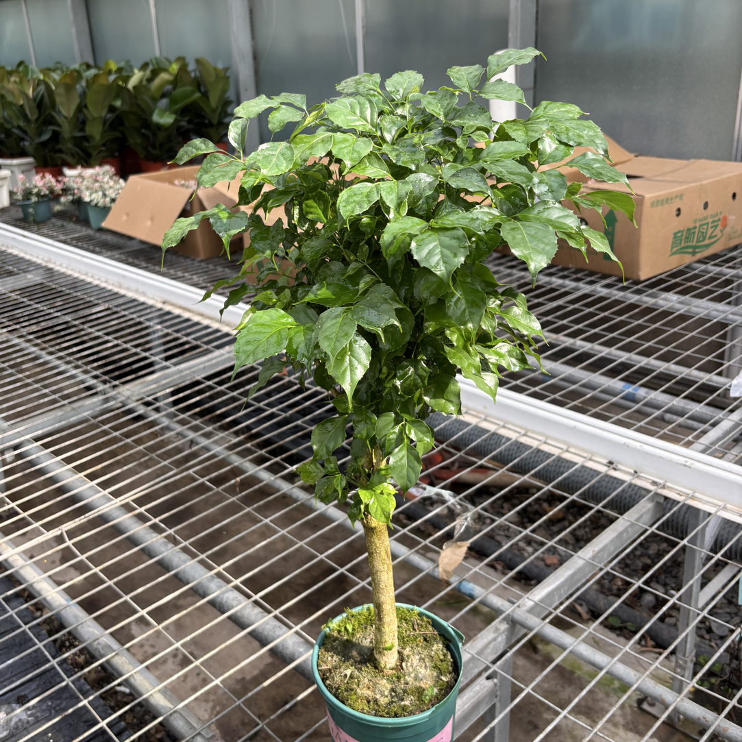 独杆幸福树室内外盆栽四季常青可吸醛净化空气