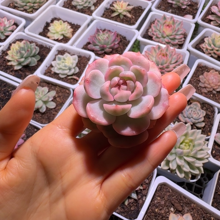 糖心绯缘锦多肉植物
