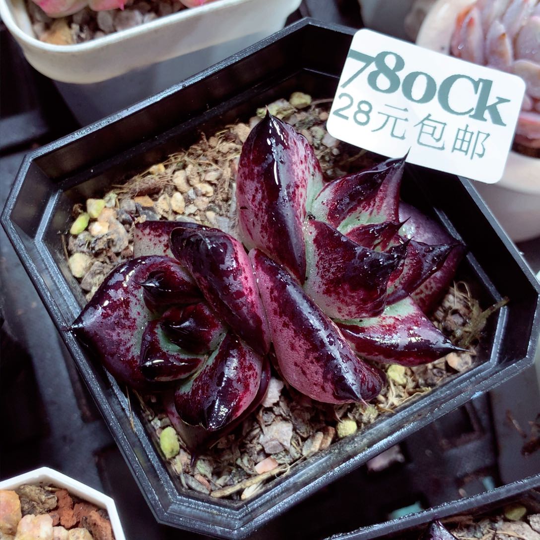5厘米盆精控多肉780