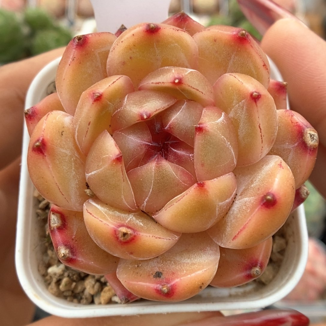 孤品血橙珍妮可拍4845号