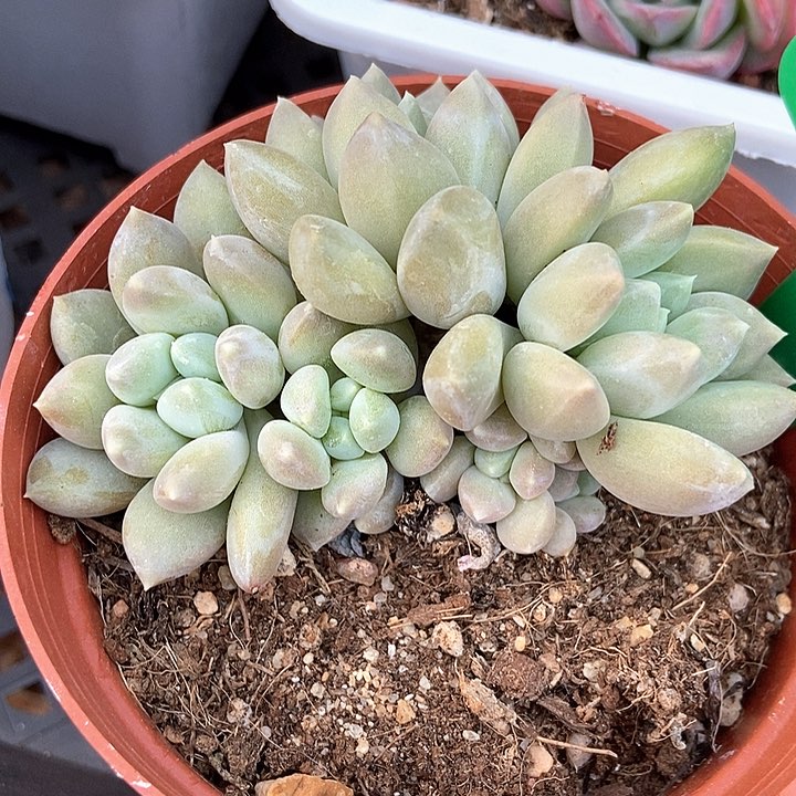 多肉植物奶糖群829