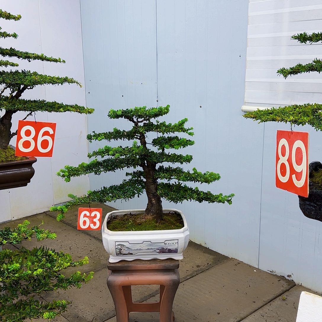 想***玛无花朵罗汉松盆景