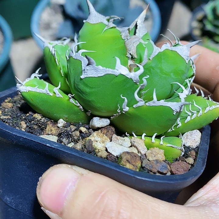 多肉植物龙蛇兰植物