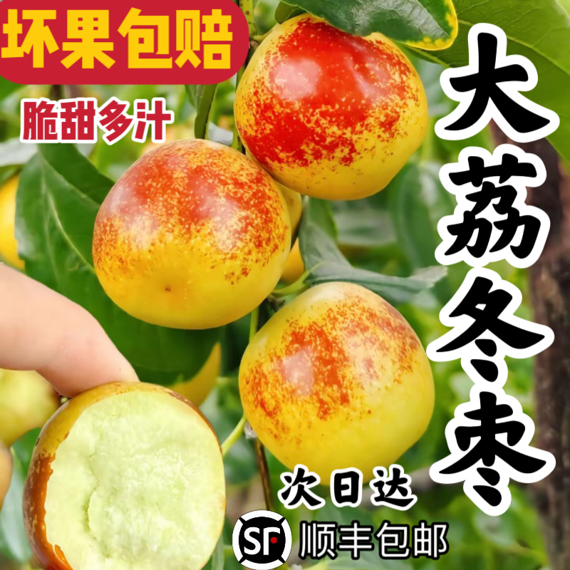 正宗陕西大荔冬枣 脆甜爽口 纯甜无酸 应季水果 次日达  顺丰包邮 现摘现发【只卖精品商超果】陕西省