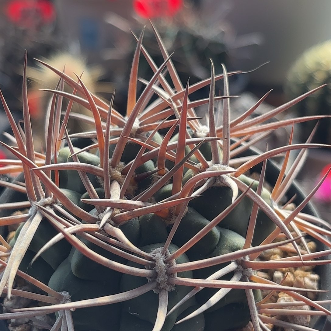 仙人球实生摩天龙