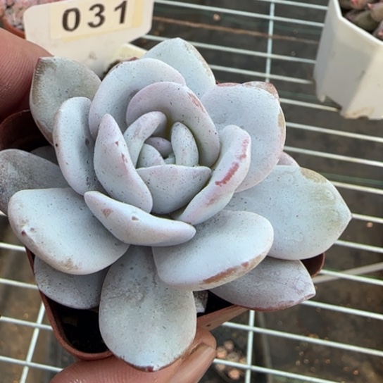 188雪莲一物一拍多肉