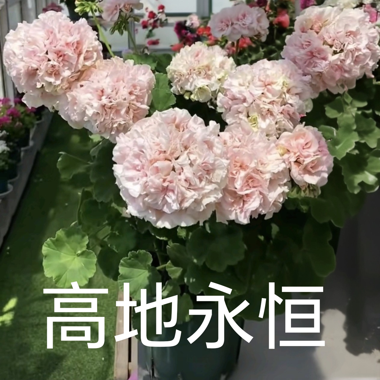 【高地永恒】直立重瓣天竺葵