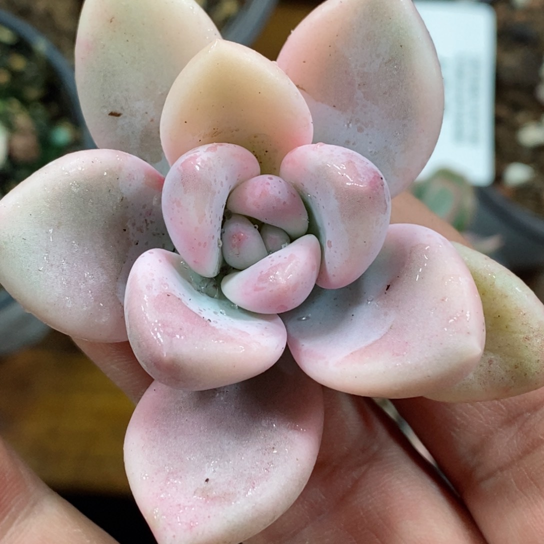 255奥普琳娜锦     小方花圃一物一拍