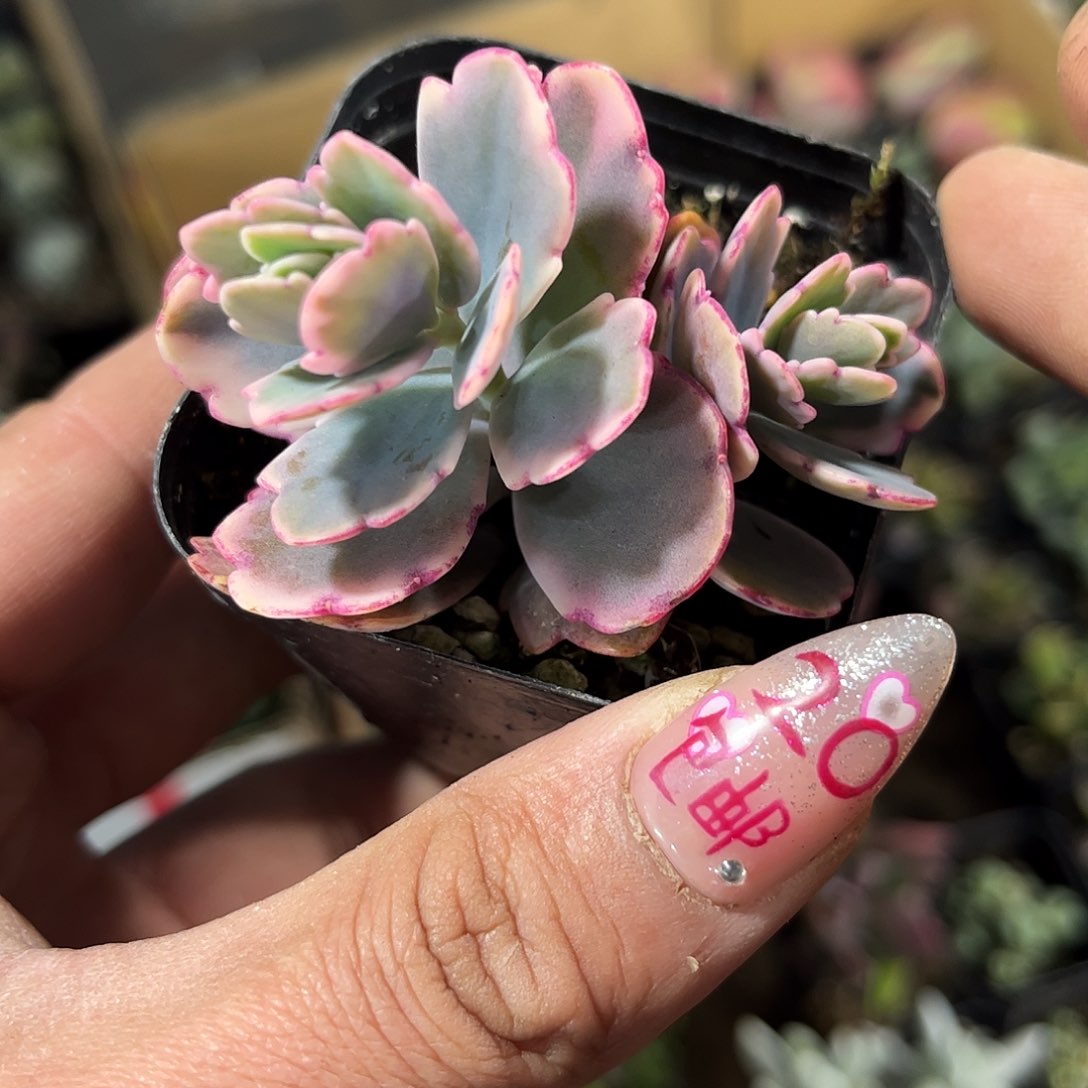 蝴蝶锦单头发货有根发货