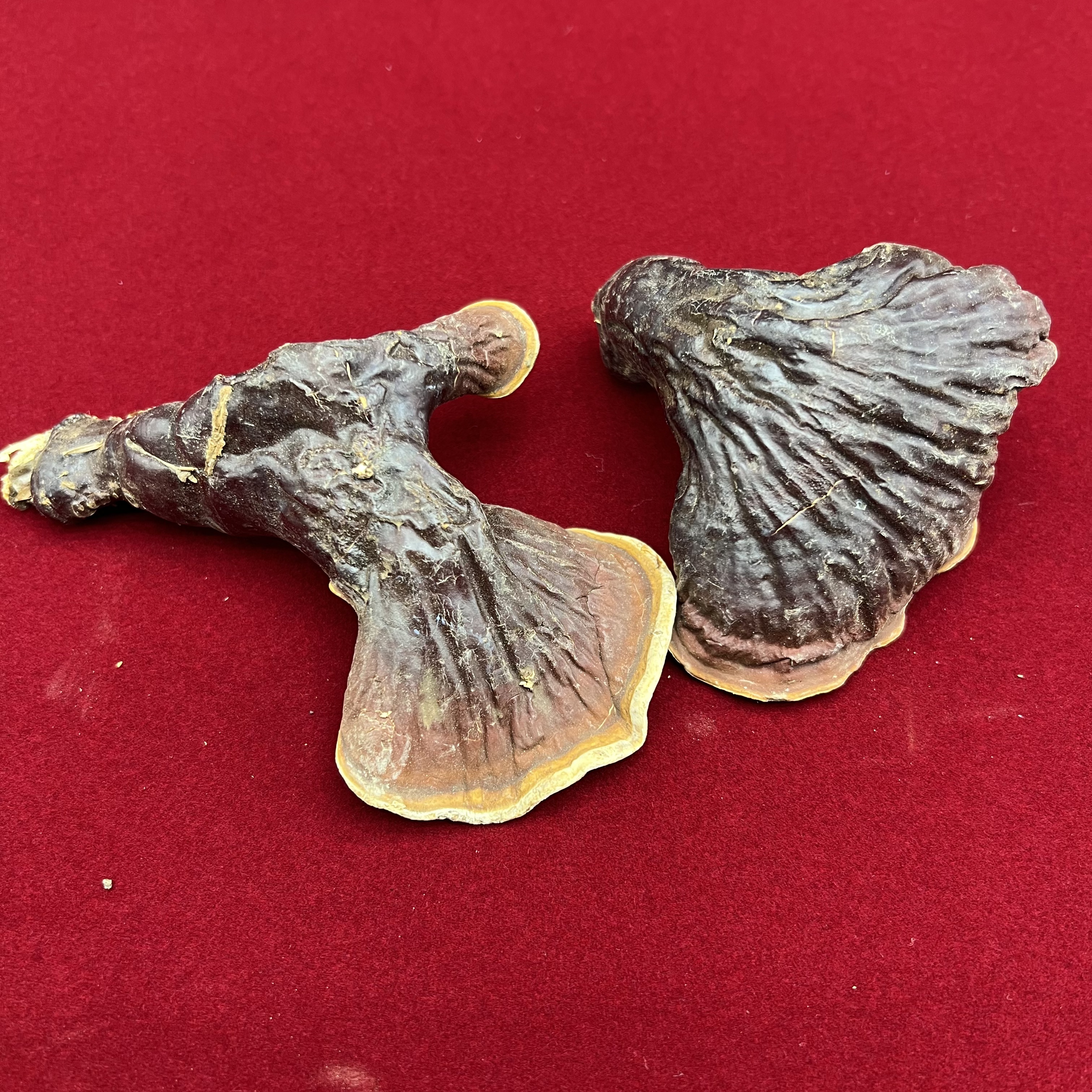 长白山林下木段灵芝煲汤煮水干货