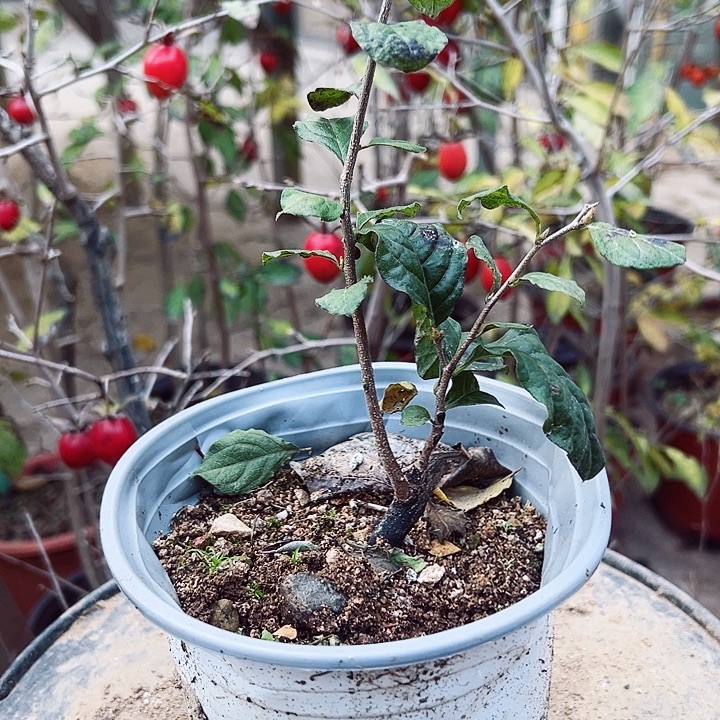 用***0无花朵哈哈哈哈哈哈哈哈哈