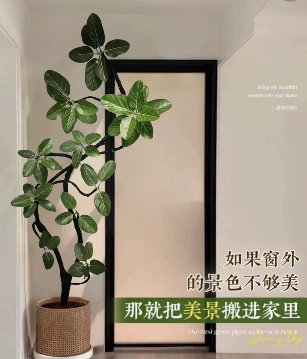 高山榕大绿植大气大摆件室内大型绿植好养可净化空气适合客厅摆放