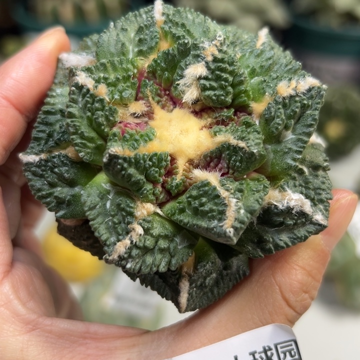 966 无根 仙人球和太阳的