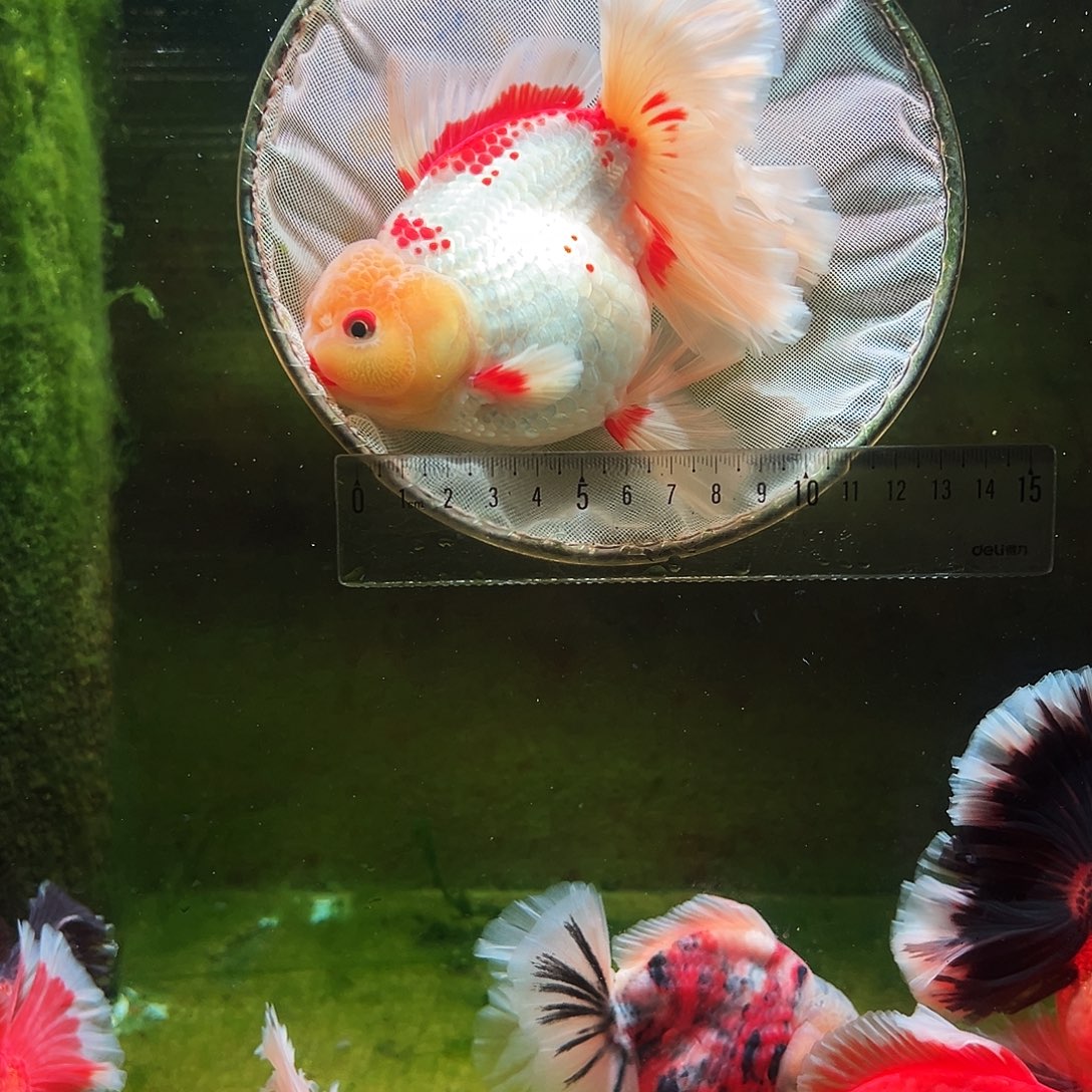 金鱼冷水金鱼百褶泰狮