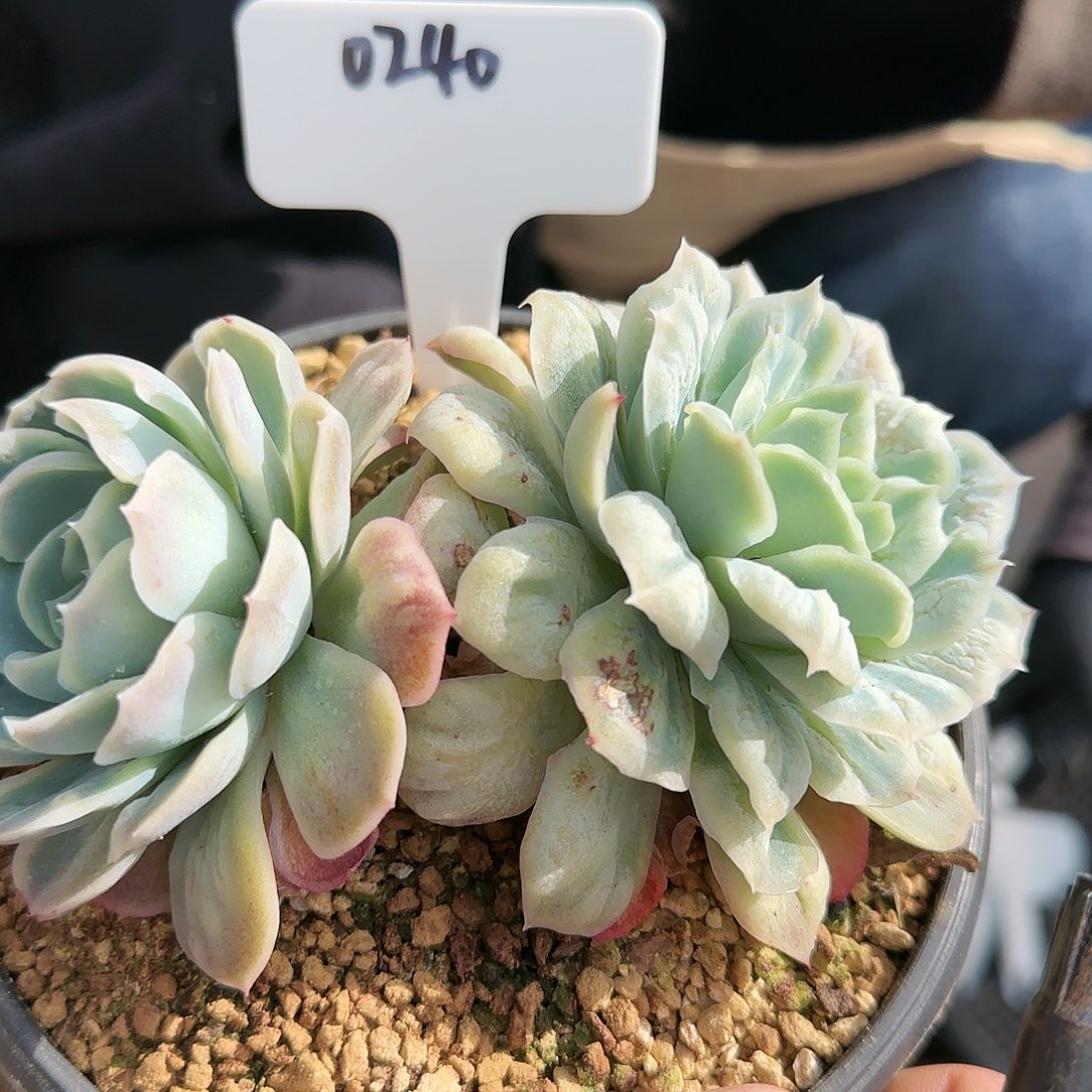 0240号泡泡纱裙2头70 肉