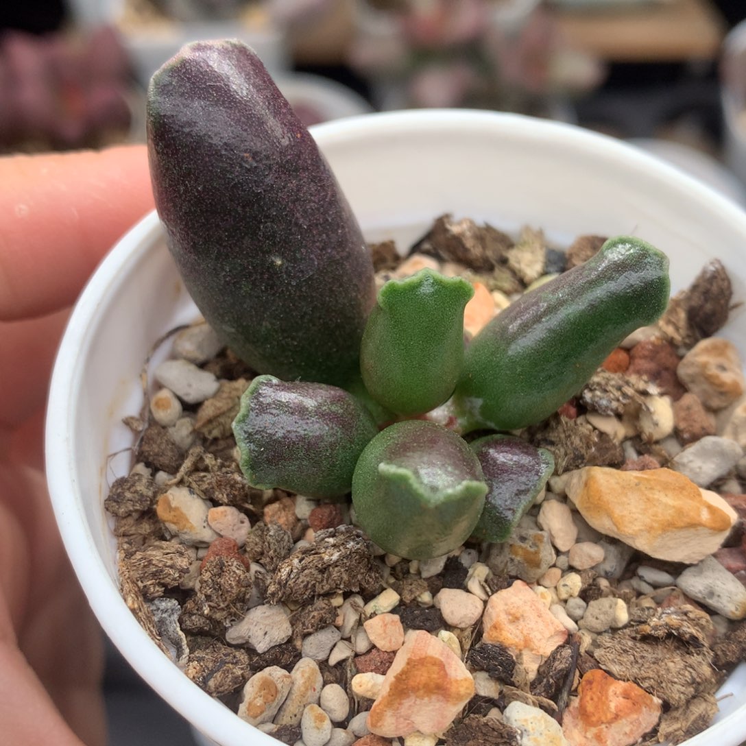 全紫海豹 多肉植物