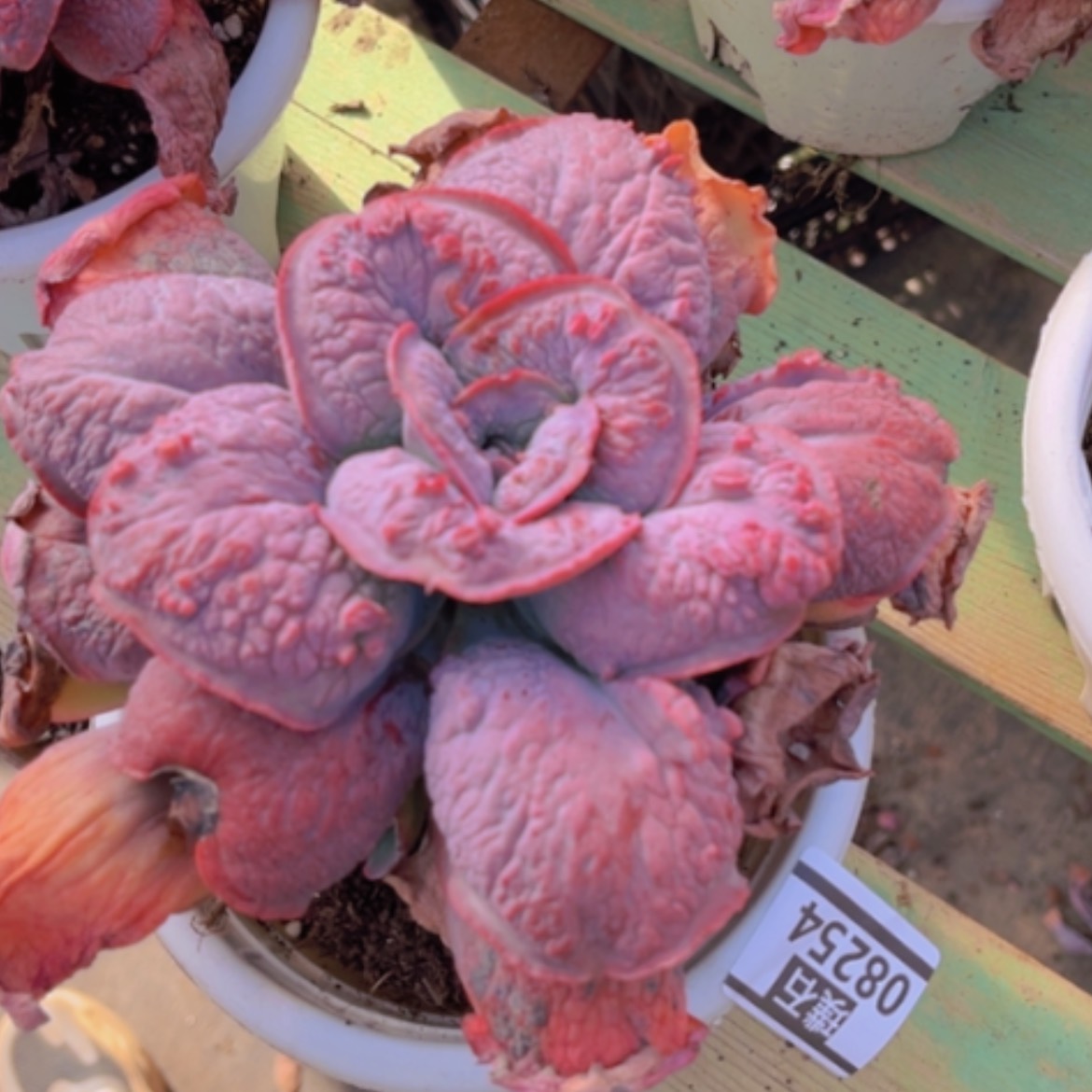 【闪购商品】男爵08254