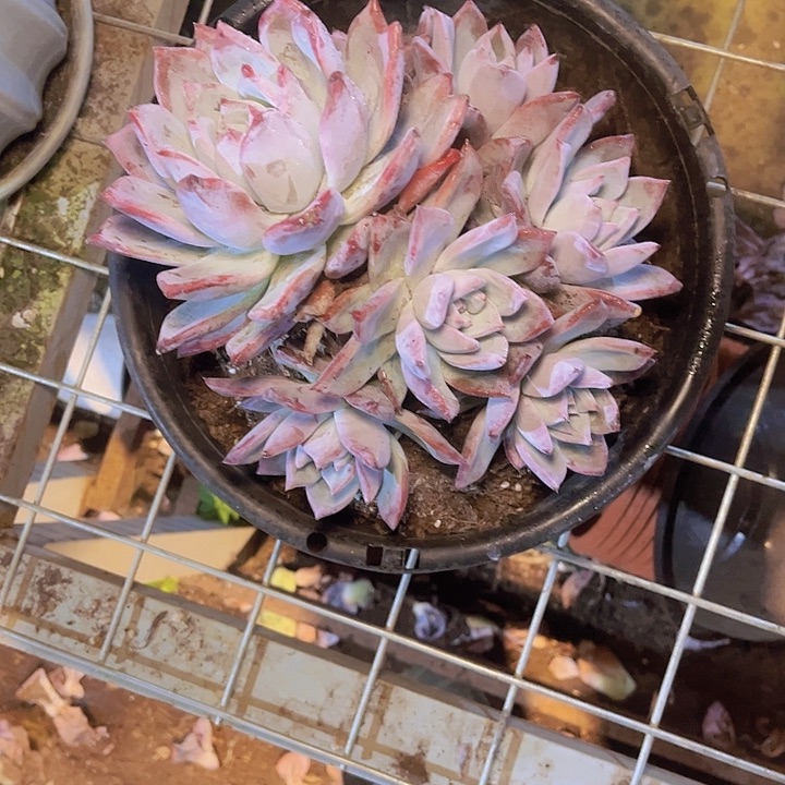 庄***庄这也不是我们说要和他们结婚