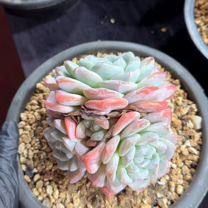 12厘米左右一物一拍的