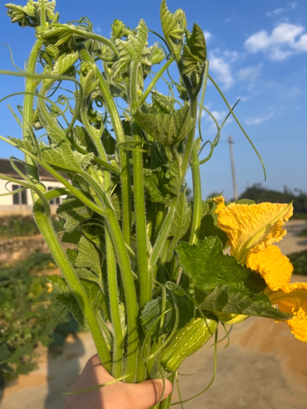 贵州农家品质新鲜现摘南瓜藤南瓜尖时令蔬菜