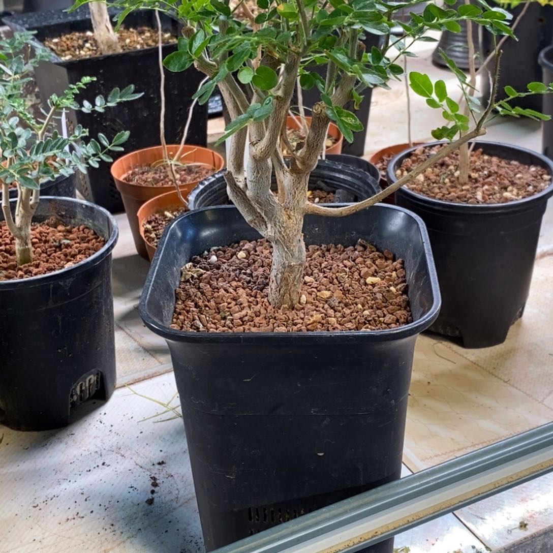 靖***哥滔天橄榄实生带盆