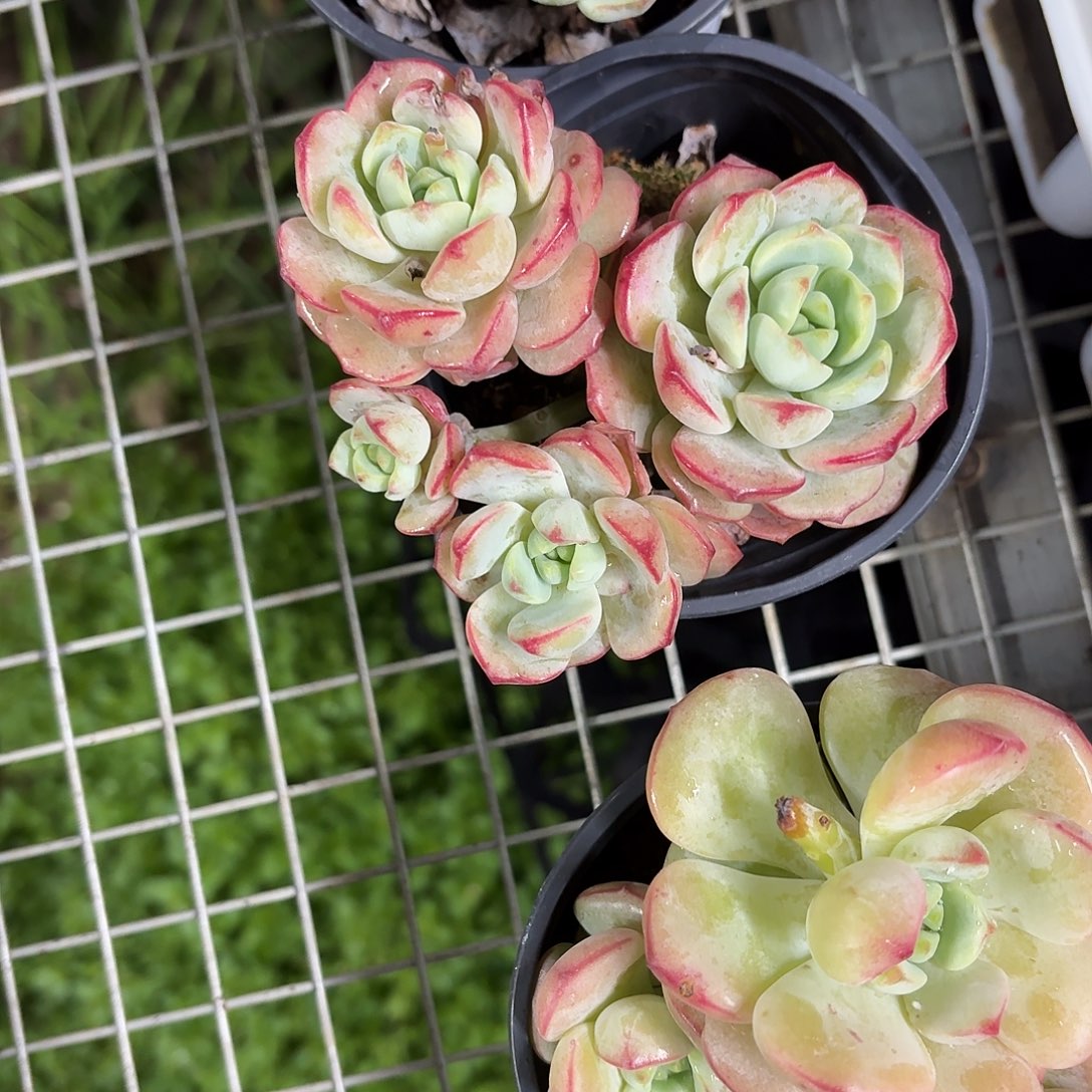 香草小群9㎝盆带盆土发货