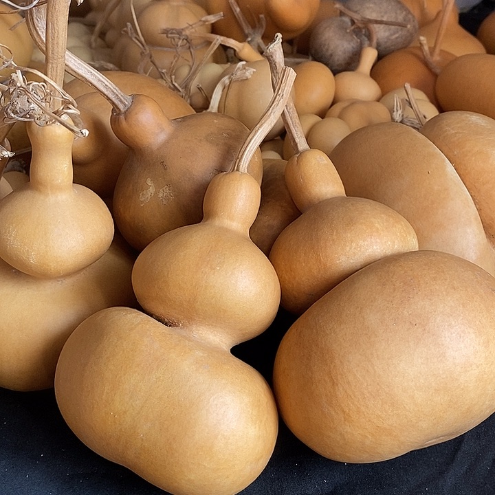 小*子葫芦的颜色是蓝色