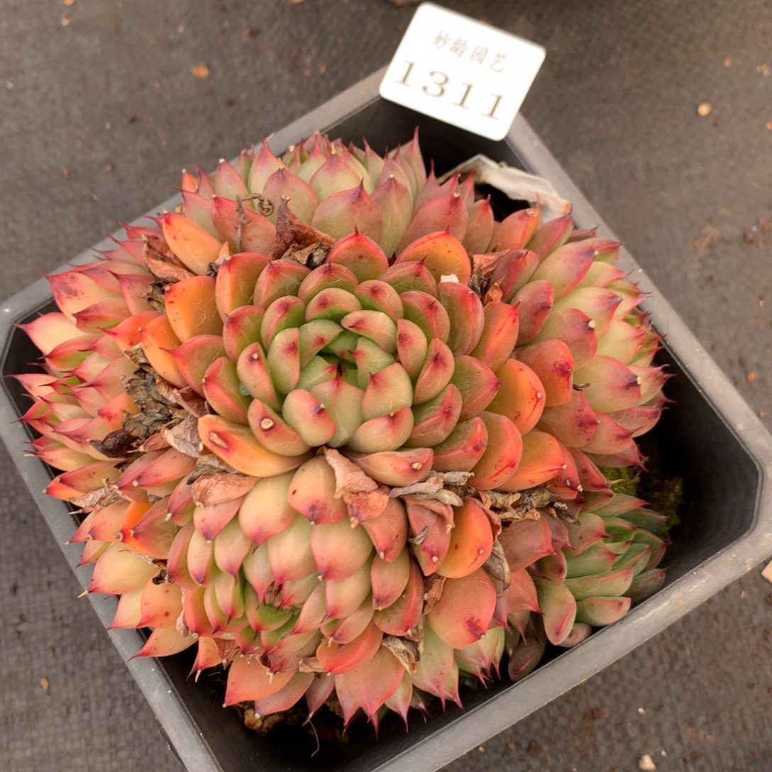 1311 杂交精品基地13厘米