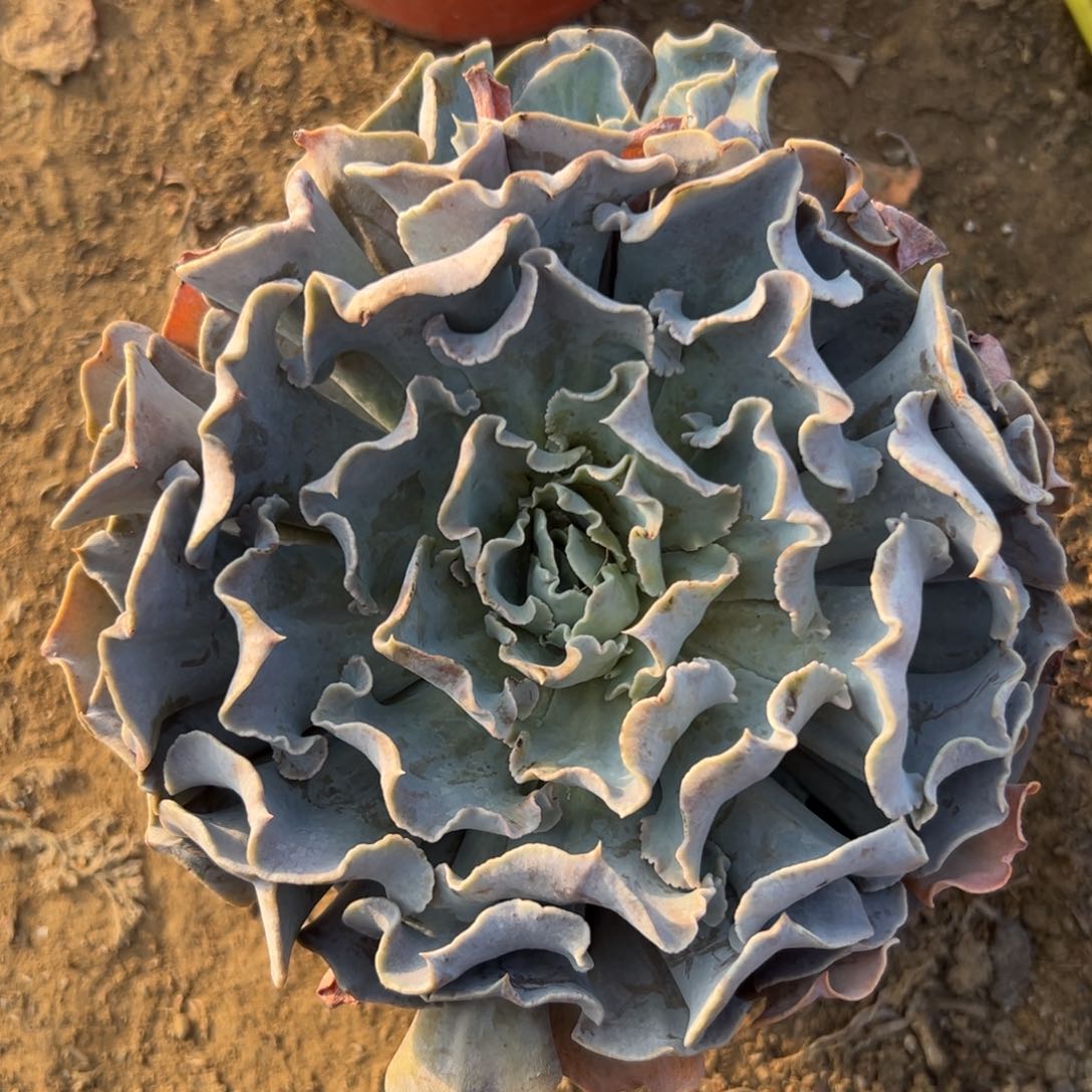 父母哦中央音乐学院植物