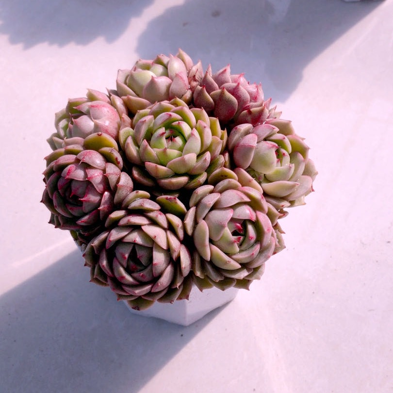 多肉植物苯巴蒂斯八颗72