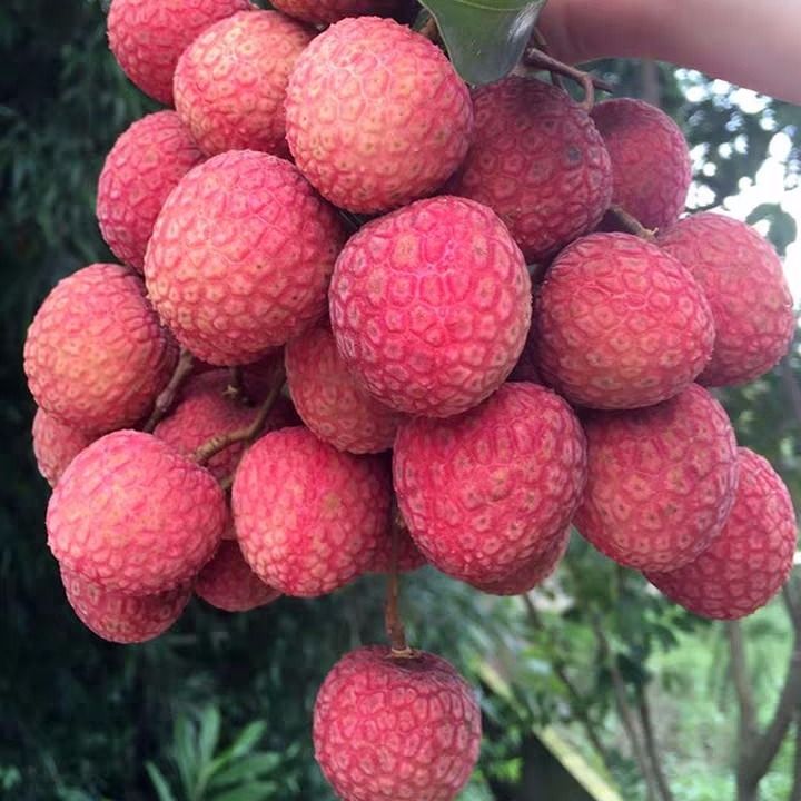 【EMS冷链直达】现摘现发广东高州老树白糖罂荔枝现摘现发应季水果