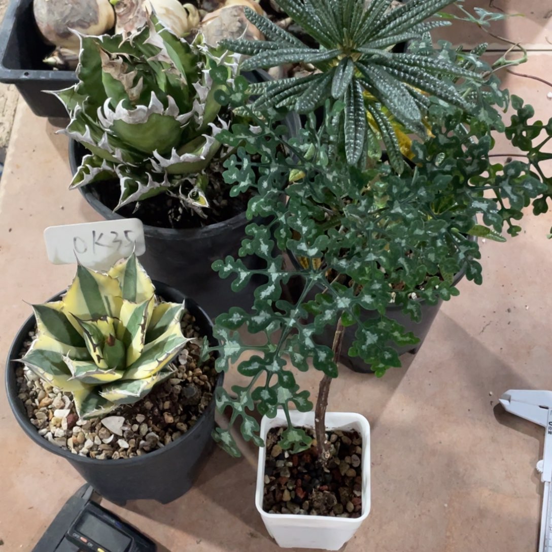 小***花小花4个，块根植物