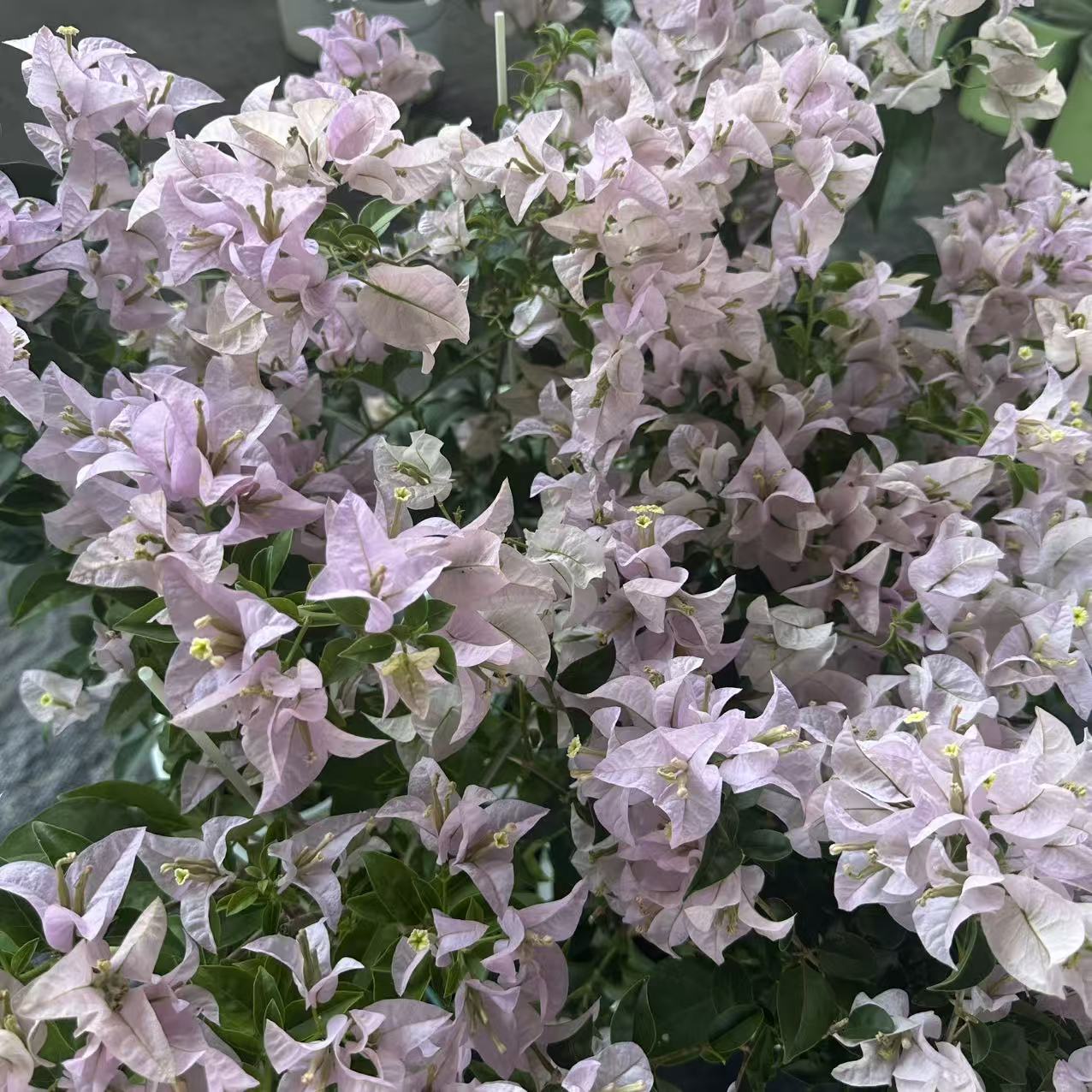 苹果花高飘[活动专属]三角梅四季勤花阳台庭院易养花卉带花发货