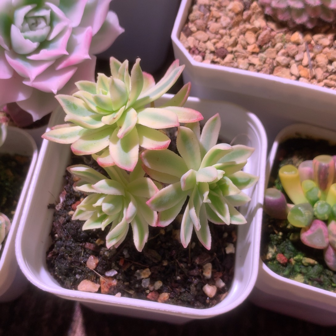 薄花妆覆轮锦群生有根